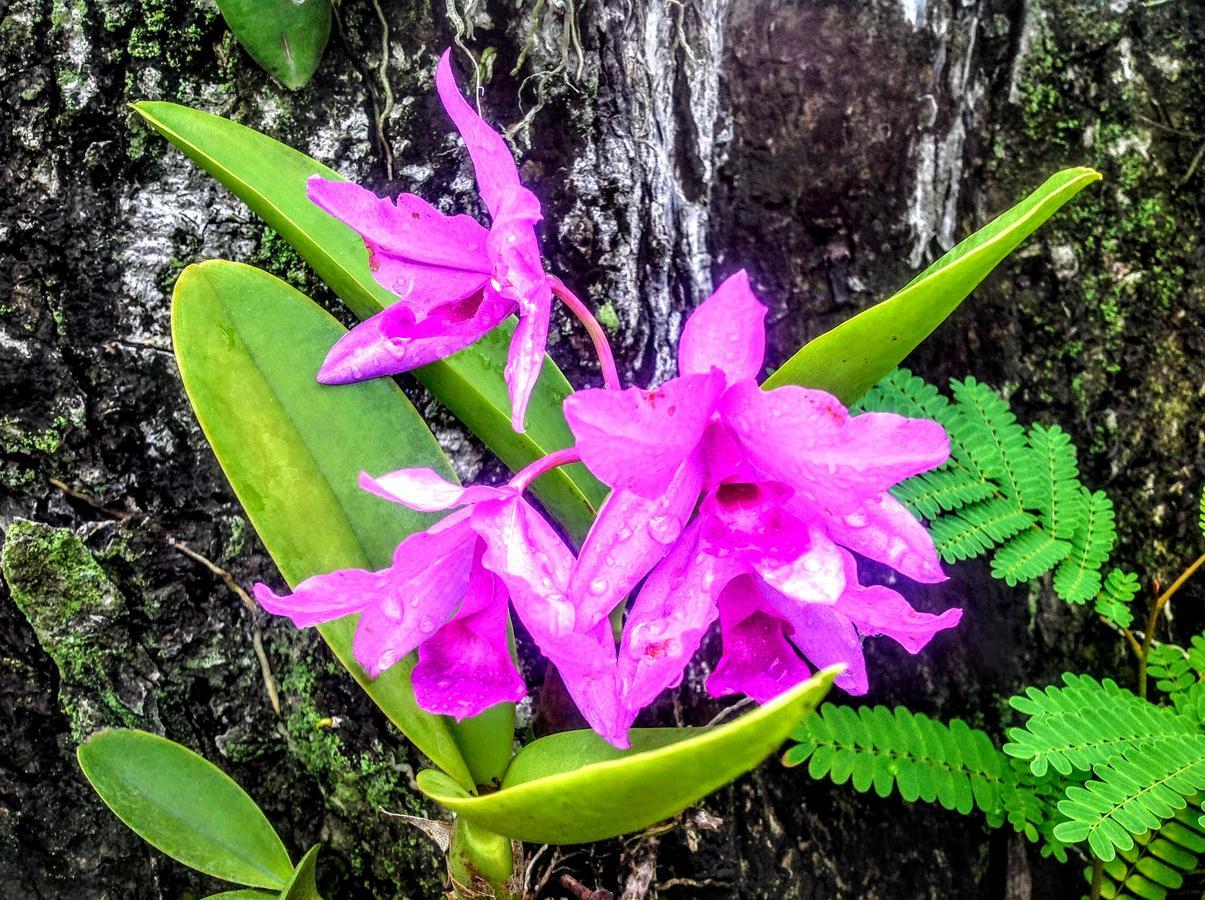 Casa De Los Suenos B&B Coronado Panama Плая Коронадо Екстериор снимка